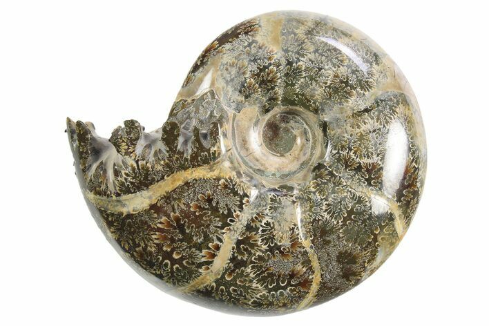 Polished Ammonite (Eotetragonites) Fossil - Madagascar #297098